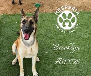 Mutt Dogs for adoption in HESPERIA, CA, USA