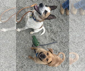 Mastador Dogs for adoption in Rockaway, NJ, USA