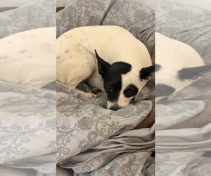Rat Terrier-Unknown Mix Dogs for adoption in Belleuve, NE, USA