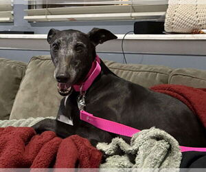 Greyhound Dogs for adoption in Cherry Hill, NJ, USA