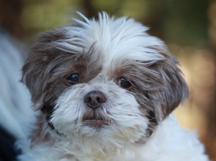 Shih Tzu Dogs for adoption in Cookeville, TN, USA