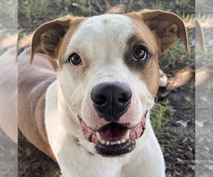 Boxer-Unknown Mix Dogs for adoption in Jefferson, WI, USA