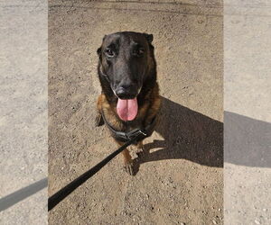 Mutt Dogs for adoption in El Centro, CA, USA