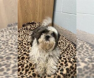 Shih Tzu Dogs for adoption in Brighton, CO, USA