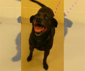 Labrador Retriever-Unknown Mix Dogs for adoption in Sanford, FL, USA