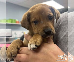 Mutt Dogs for adoption in Washington, DC, USA