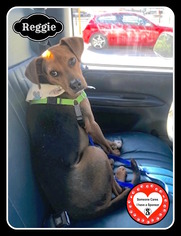 Beagle-German Pinscher Mix Dogs for adoption in Sautee Nacoochee, GA, USA