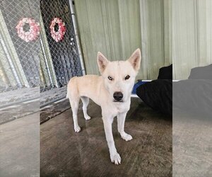 Huskies -Unknown Mix Dogs for adoption in El Centro, CA, USA