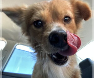 Pomeranian-Unknown Mix Dogs for adoption in Dana Point, CA, USA