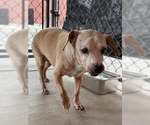 Beagle-Unknown Mix Dogs for adoption in Redlands, CA, USA