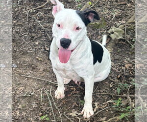 Mutt Dogs for adoption in Yardley, PA, USA
