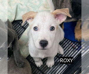 Siberian Husky Dogs for adoption in GILBERTS, IL, USA