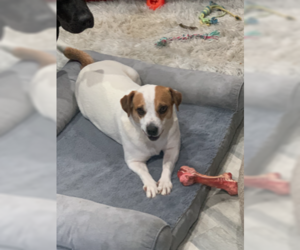 Medium Photo #1 Beagle-Unknown Mix Puppy For Sale in Jackson Township, NJ, USA