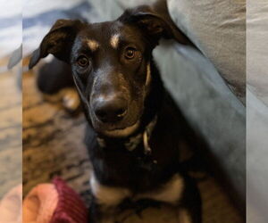 German Shepherd Dog-Unknown Mix Dogs for adoption in Sandy, UT, USA
