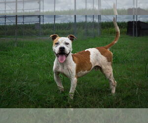 American Staffordshire Terrier-Unknown Mix Dogs for adoption in Oakhurst, NJ, USA