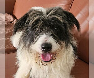 Mutt Dogs for adoption in Wheaton, IL, USA
