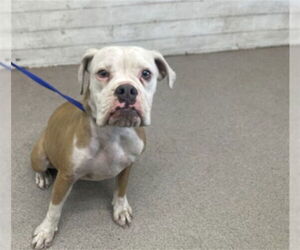 American Bulldog-Unknown Mix Dogs for adoption in San Bernardino, CA, USA