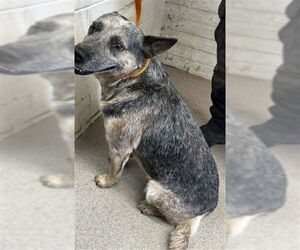 Australian Cattle Dog Dogs for adoption in San Bernardino, CA, USA