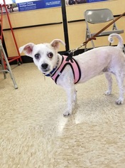 Shih Tzu Dogs for adoption in Lockport, IL, USA
