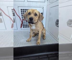 Shepradors Dogs for adoption in Palmetto, FL, USA