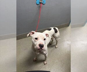 American Pit Bull Terrier-Great Dane Mix Dogs for adoption in Las Vegas, NV, USA