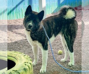 Akita Dogs for adoption in Vail, AZ, USA