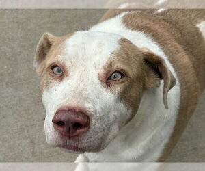 Labrador Retriever-Unknown Mix Dogs for adoption in Tulsa, OK, USA