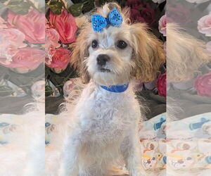 Cavalier King Charles Spaniel Dogs for adoption in Bon Carbo, CO, USA