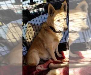 Carolina Dog Dogs for adoption in Oro Valley, AZ, USA