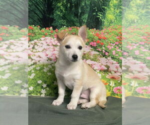 Labrador Retriever-Unknown Mix Dogs for adoption in Lakewood, CO, USA