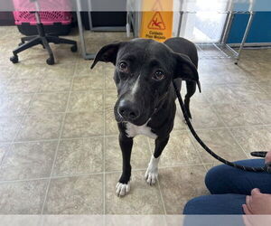 American Staffordshire Terrier-Unknown Mix Dogs for adoption in Raleigh, NC, USA
