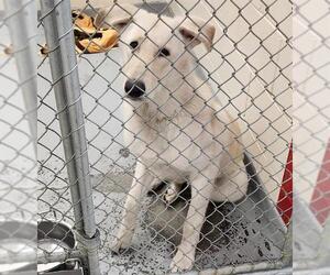 Huskies -Unknown Mix Dogs for adoption in Anchorage, AK, USA