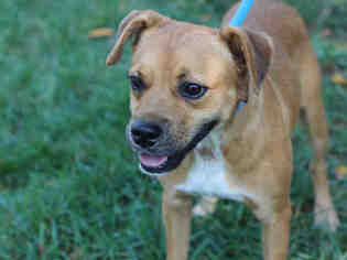 Puggle Dogs for adoption in Charlotte, NC, USA