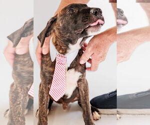 Labrador Retriever-Unknown Mix Dogs for adoption in The Woodlands, TX, USA