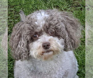 Cocker Spaniel-Unknown Mix Dogs for adoption in Huntley, IL, USA