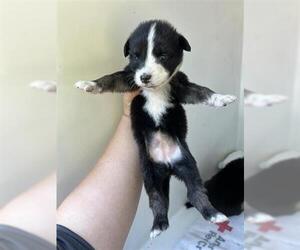 German Shepherd Dog-Unknown Mix Dogs for adoption in Houston, TX, USA