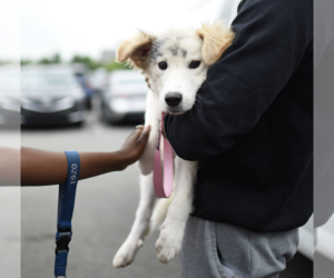 Collie-Unknown Mix Dogs for adoption in Brooklyn, NY, USA