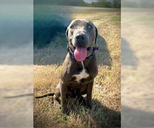 Labmaraner Dogs for adoption in Pleasanton, TX, USA