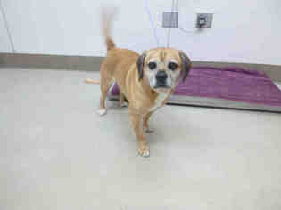 Puggle Dogs for adoption in McKinleyville, CA, USA