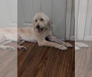 Goldendoodle Dogs for adoption in Glendale , AZ, USA