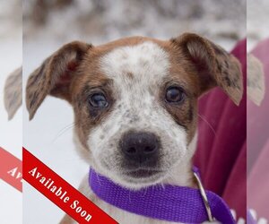 Catahoula Leopard Dog-Pointer Mix Dogs for adoption in Huntley, IL, USA
