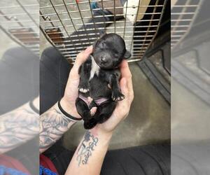 Labrador Retriever-Unknown Mix Dogs for adoption in Rosenberg, TX, USA