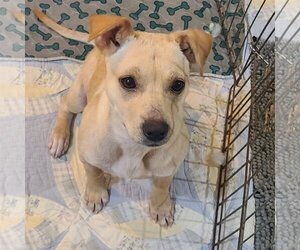Carolina Dog-Unknown Mix Dogs for adoption in FAIRLAWN, OH, USA