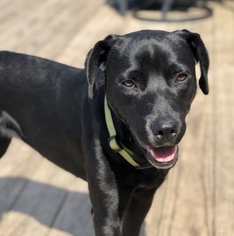 Labrador Retriever Dogs for adoption in Brownsboro, AL, USA