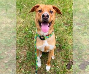American Pit Bull Terrier-Treeing Walker Coonhound Mix Dogs for adoption in Sacramento, CA, USA