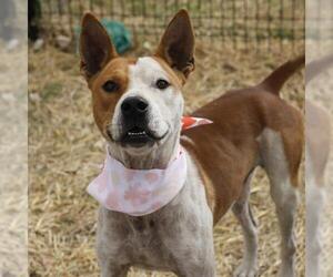 American Staffordshire Terrier-Unknown Mix Dogs for adoption in San Antonio, TX, USA