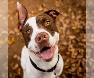 American Pit Bull Terrier Dogs for adoption in Austin, TX, USA