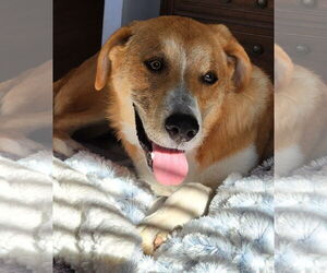 Australian Shepherd-Unknown Mix Dogs for adoption in Oakhurst, NJ, USA
