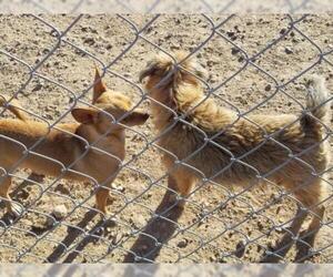 Cairn Terrier Dogs for adoption in Tonopah, AZ, USA