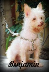 Medium Photo #1 Maltese-Unknown Mix Puppy For Sale in Anaheim Hills, CA, USA